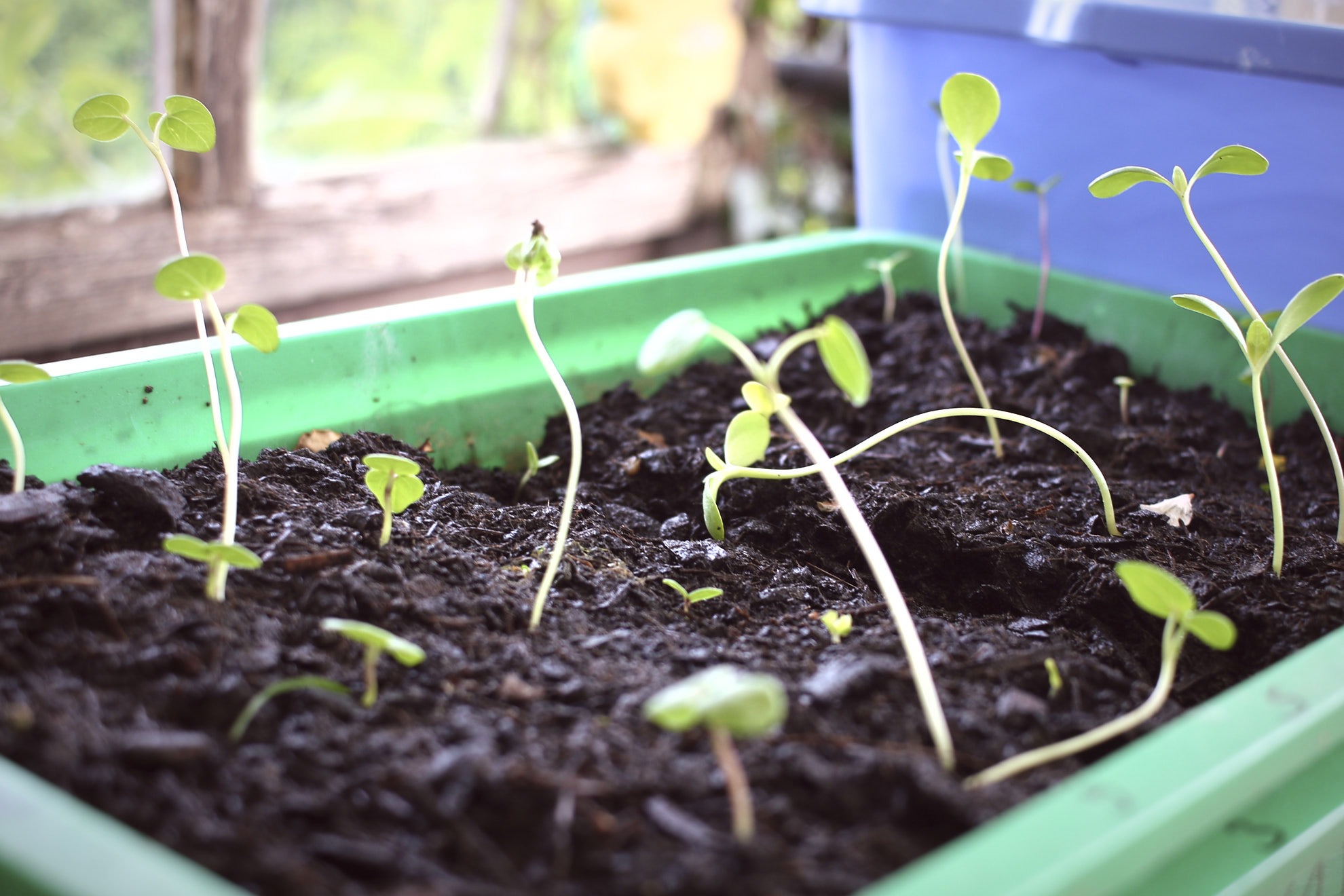 LED pflanzenlampe anzucht grow gewächshaus vollspektrum pflanzenlicht tomaten 
