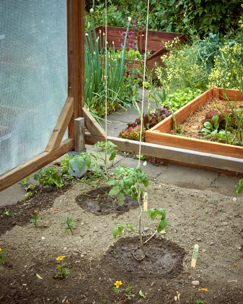 Tomaten Rankhilfe aus Schnur