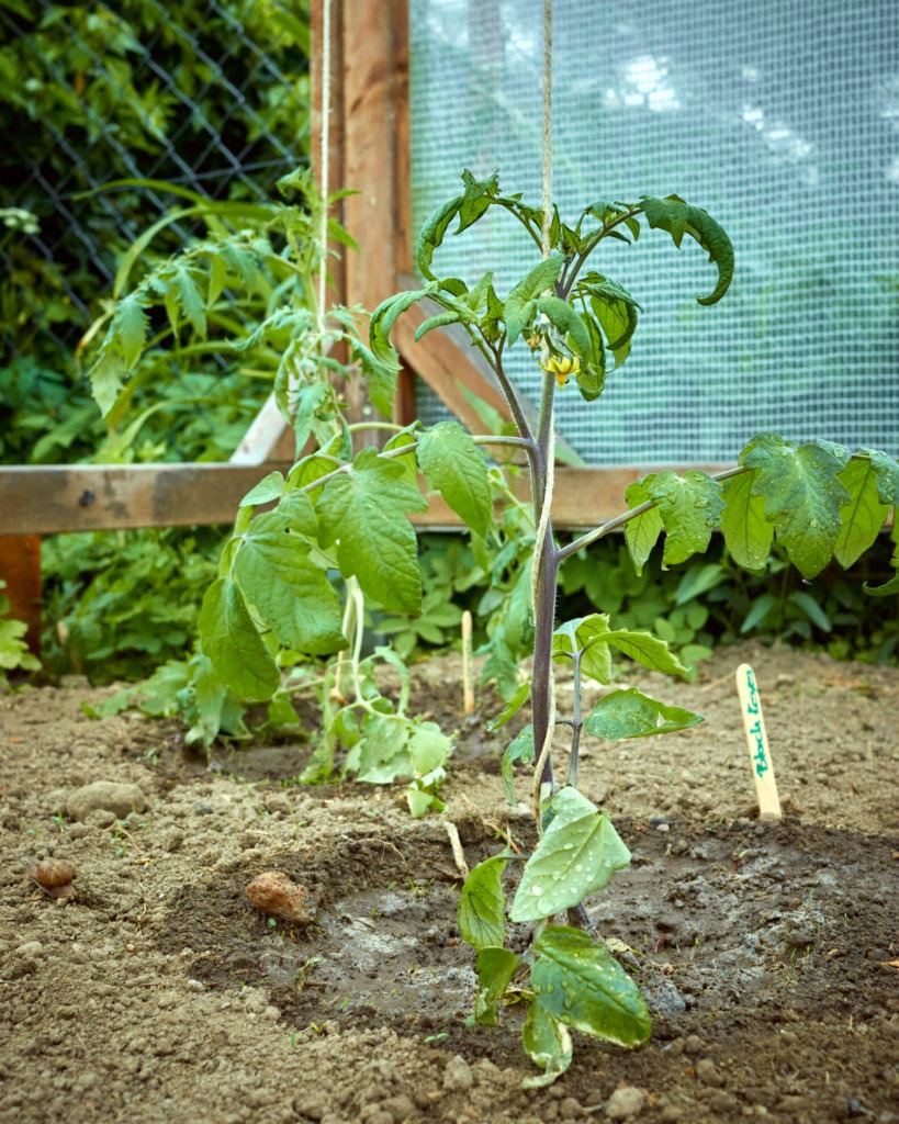 Tomatenpflanzen am Seil anbinden