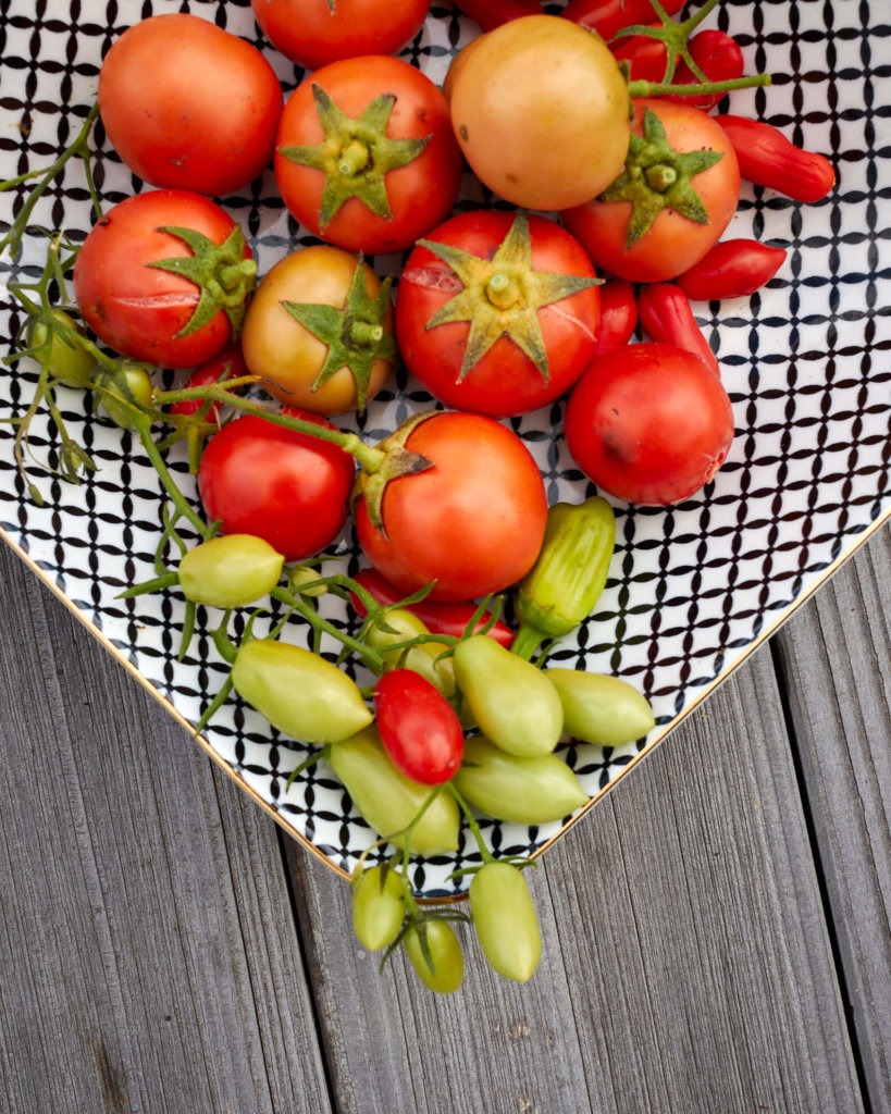 Tomaten reif und bunt in einer Schale