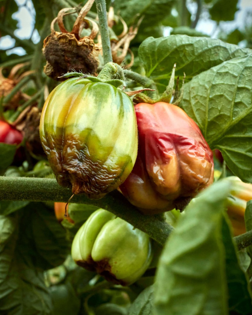 Blütenendfäule an Tomaten