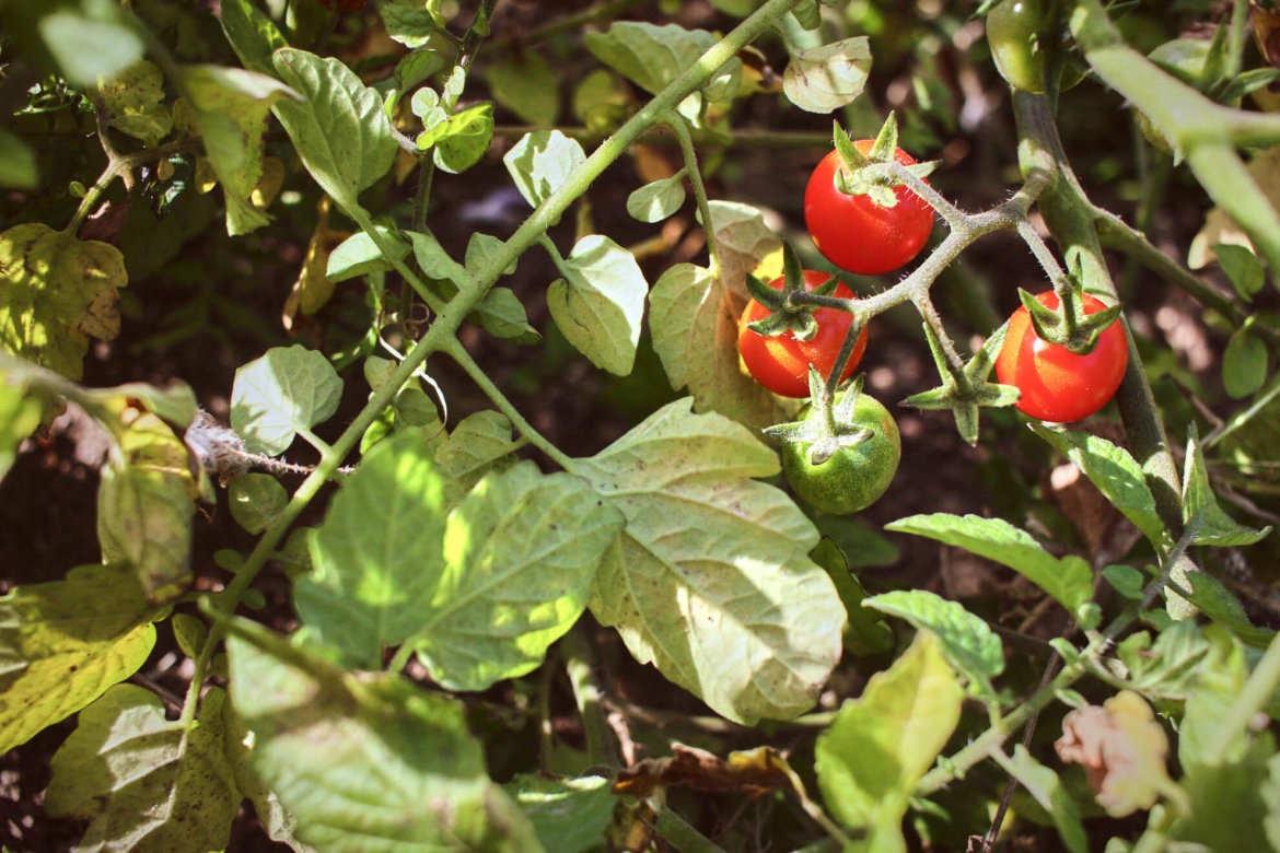 Reife rote Tomaten im Garten Sorte Rote Murmel