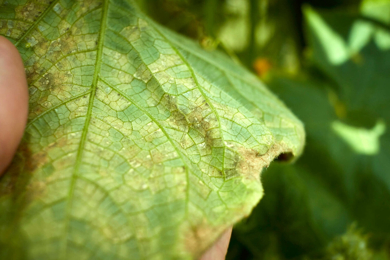 Gurkenblätter werden gelb? Das könnte Falscher Mehltau sein!