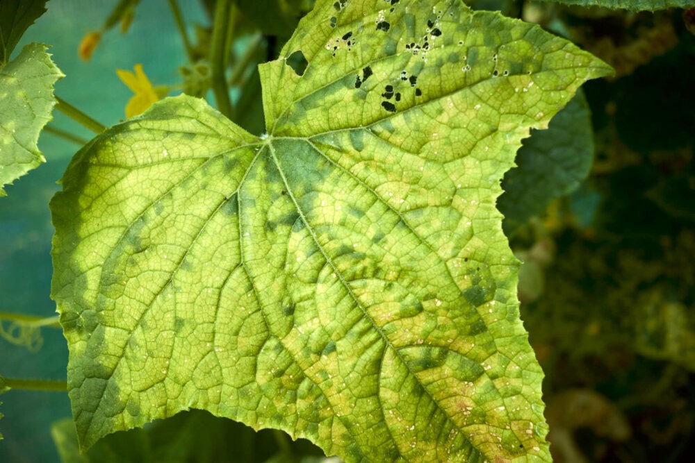 Gurke Blatt mit gelben Flecken