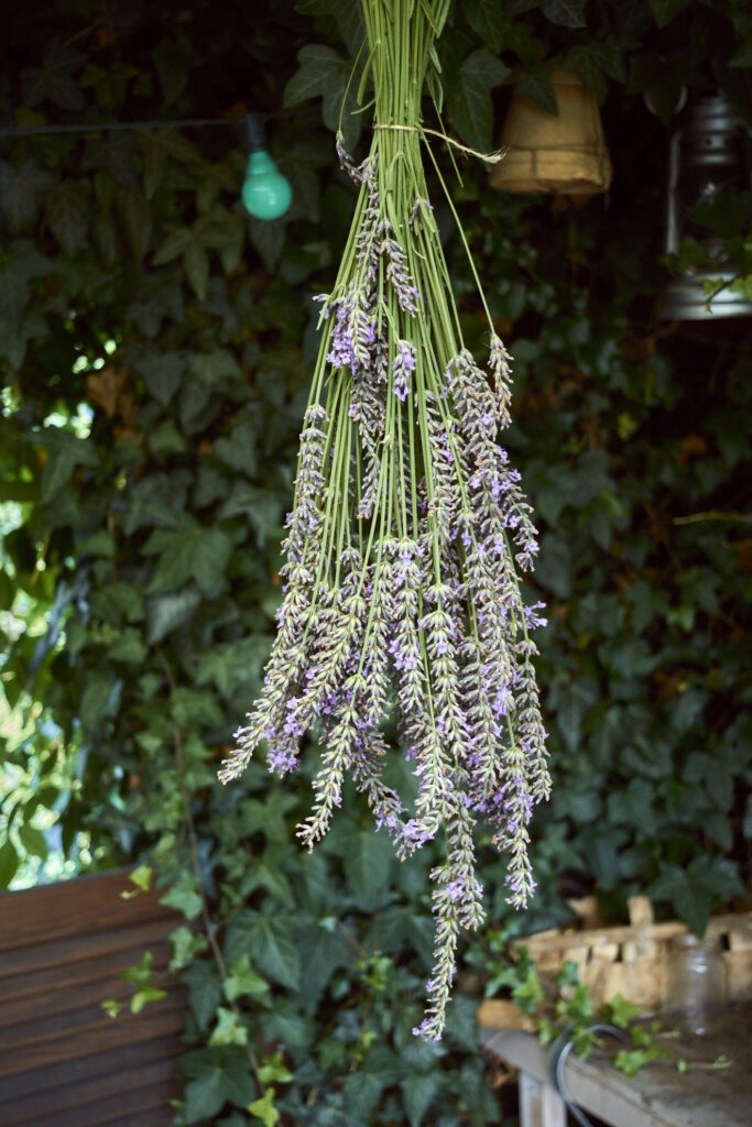 Lavendel trocknen