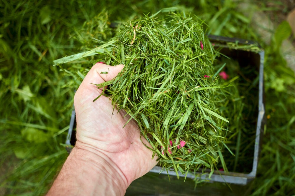frischer Rasenschnitt eignet sich als Mulch für Gemüsebeete