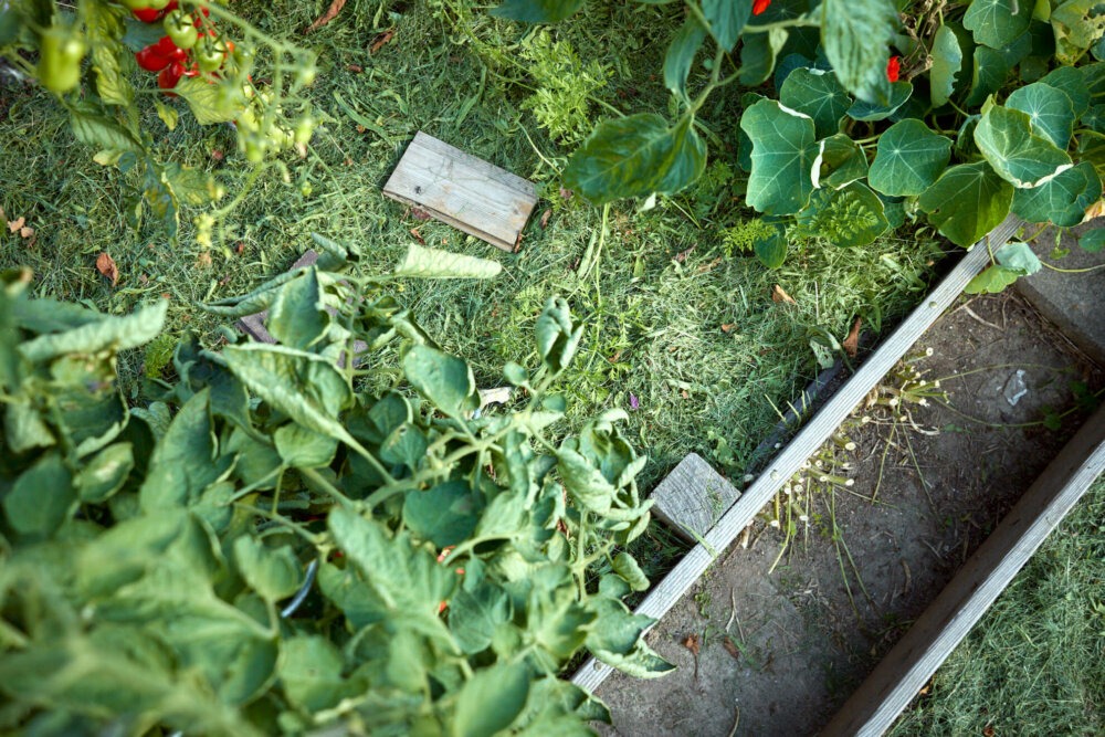 Mulch sorgt für besseren Boden im Gemüsegarten