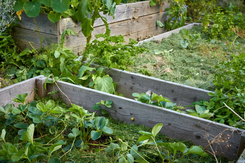 Rahmenbeete im Garten mit Rasenschnitt gemulcht