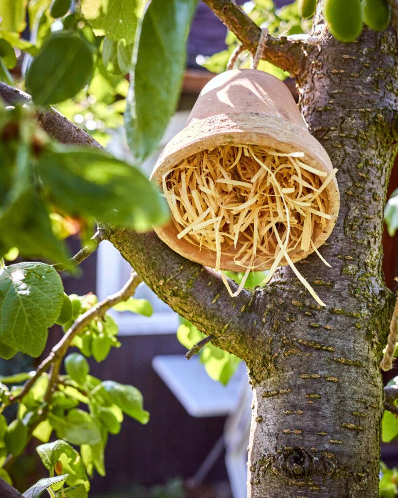 Ohrenkneifer-Hotel in einem Baum