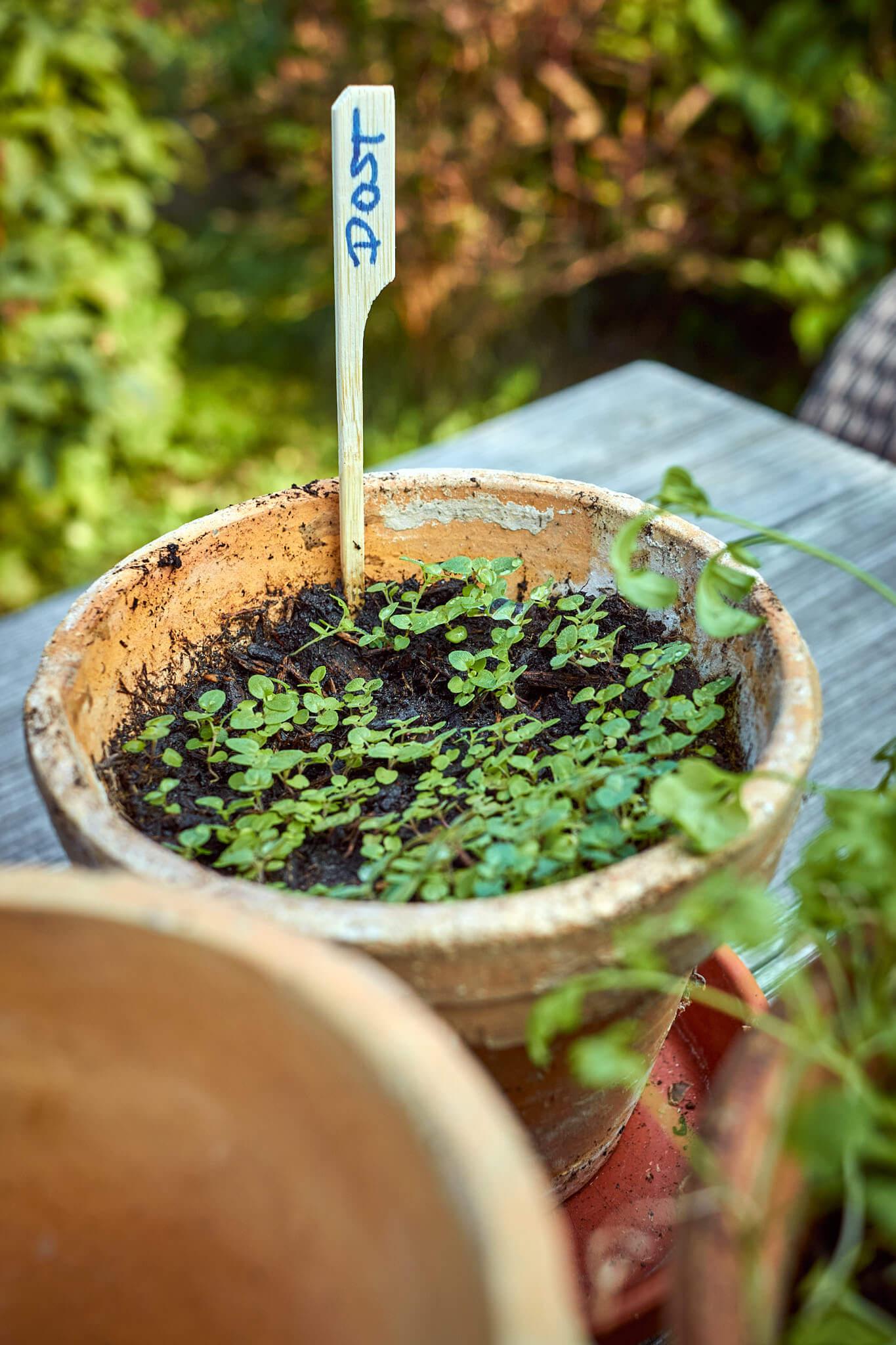 Oregano in einem Terrakotta-Topf