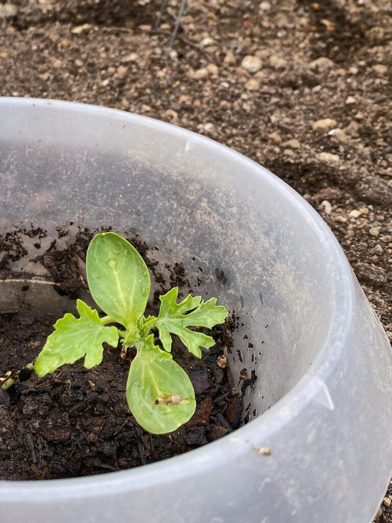 So sieht eine Melonen-Jungpflanze aus. Mit etwas Pech ist das ihre maximale Größe.