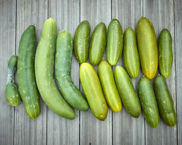 TOP 6 der Schlechte-Laune-Pflanzen, die einfach nicht wachsen wollen