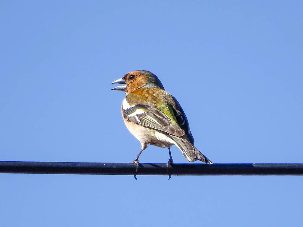 Der Buchfink ist ein Singvogel, der fast in ganz Europa vorkommt. Er frisst Insekten, Samen, Spinnen und Beeren, die er vor allem auf dem Erdboden findet. Der Buchfink brütet in Hecken, in Laub- und Mischwäldern. Parzelle94 Buchfink