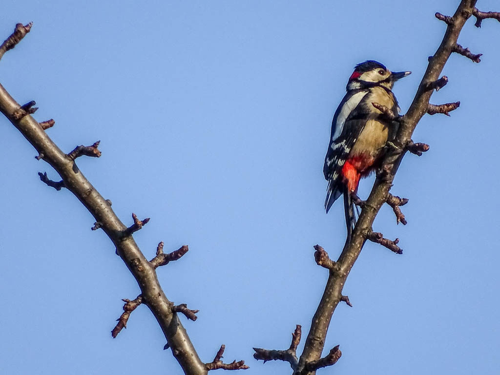 Der Buntspecht kommt in weiten Teilen Europas vor. Er frisst Insekten, kleine Wirbeltiere, Vogeleier, Samen und Früchte. Er lebt in Laub- und Nadelwäldern und in Parks und brütet in Höhlen. Parzelle94 Buntspecht